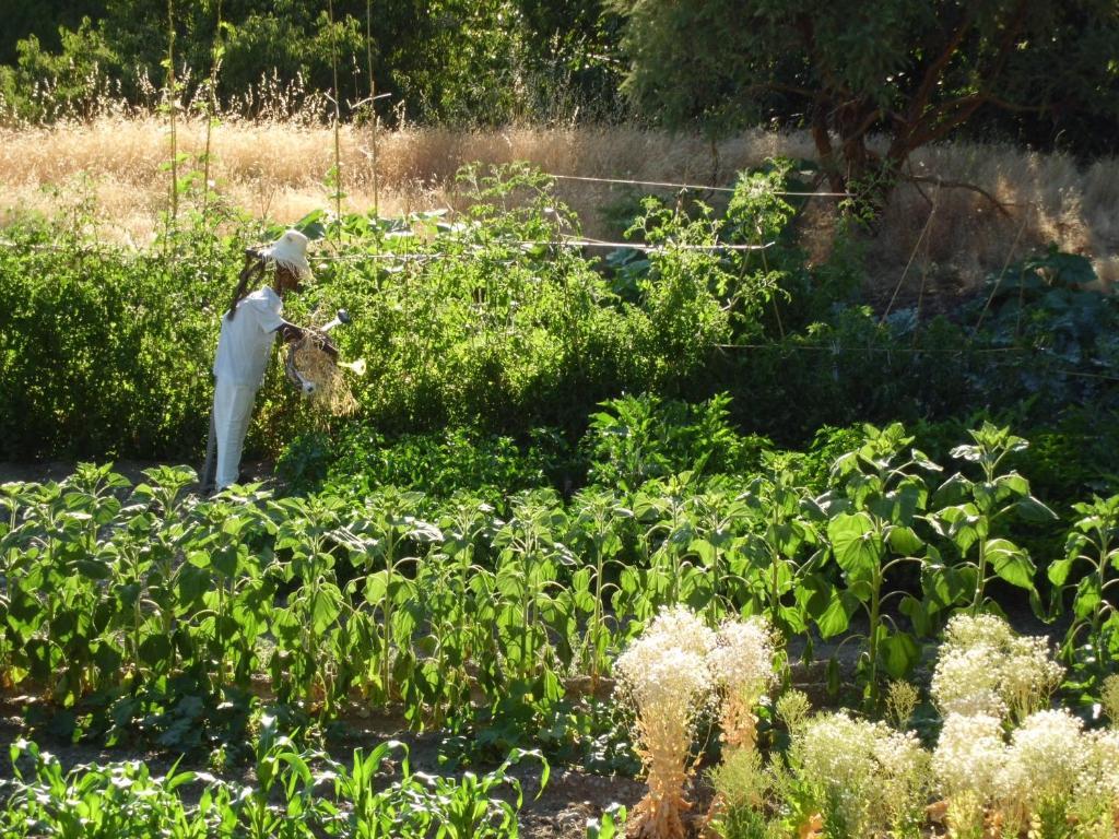 "Casa Ibero" Bubion, Alojamiento Turistico Rural Bagian luar foto